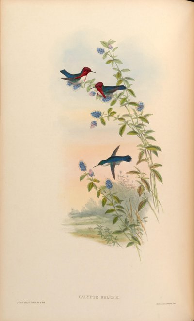 Calypte helenae = Mellisuga helenae by John Gould